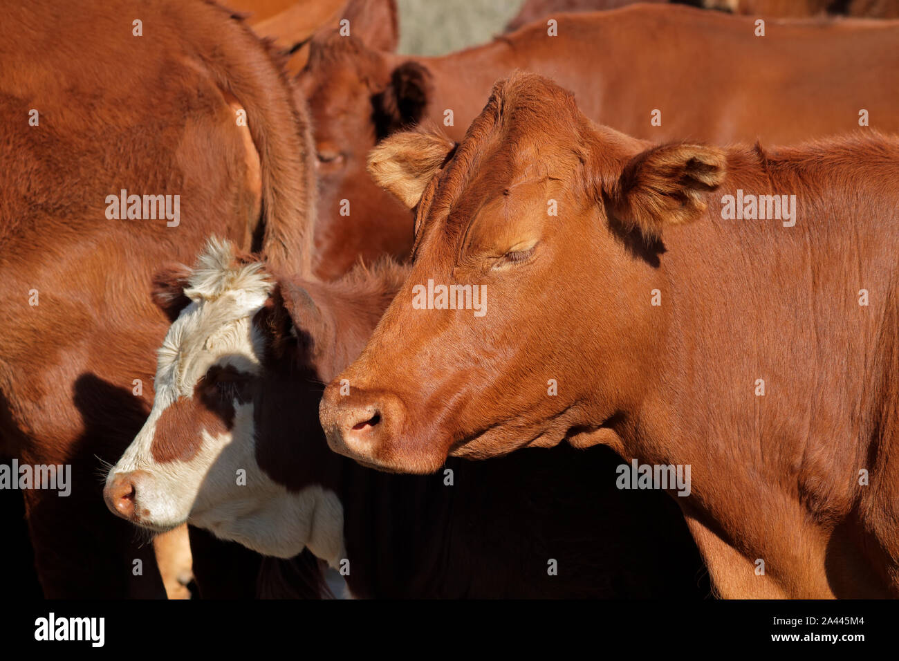 Ritratto di una mucca in un African free-range farm Foto Stock