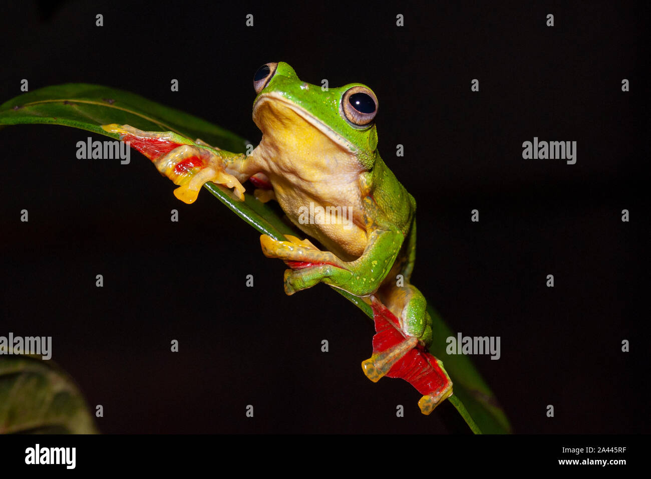 Rhacophorous Malabaricus o Malabar scorrevolezza Frog visto a Amboli,Maharashtra, India Foto Stock