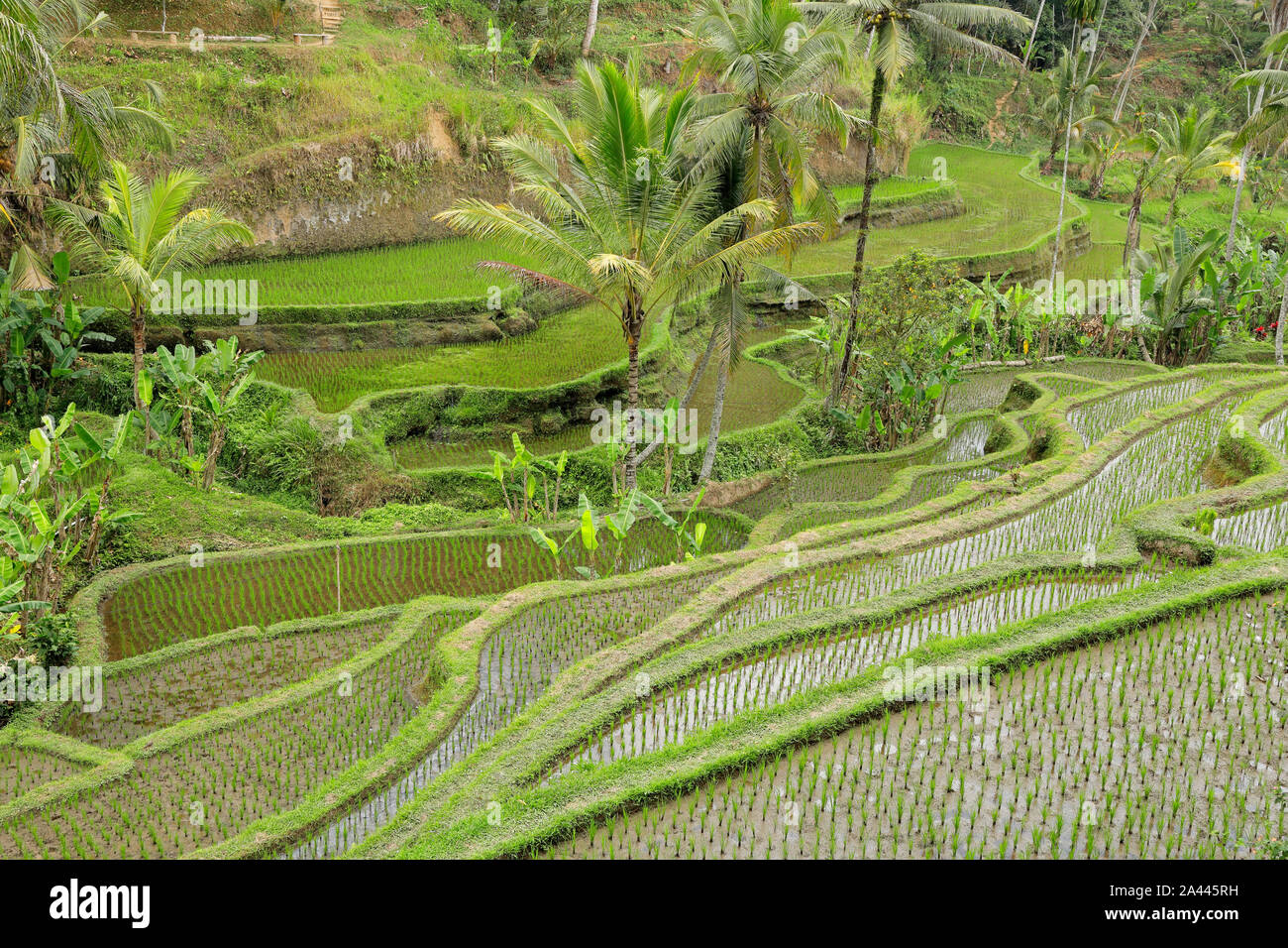 Vista panoramica di verde e lussureggiante Tegallalang terrazze di riso in Ubud, Bali, Indonesia Foto Stock