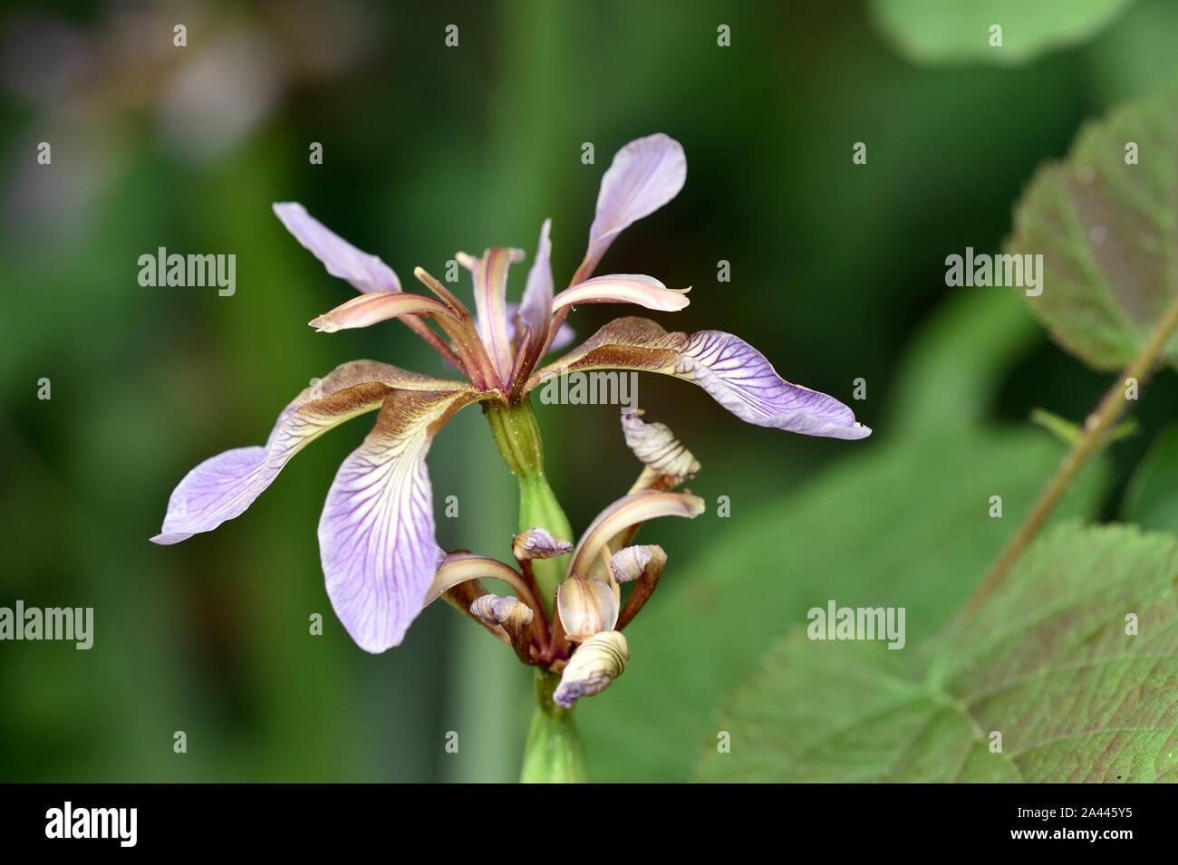 Puzzolente (Iris Iris foetidissima) verde verso il basso vicino a Charlton Mackrell Somerset Foto Stock