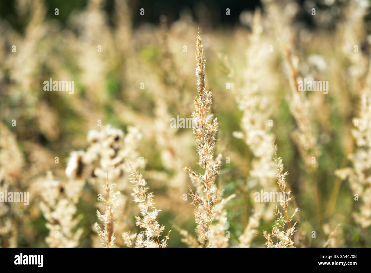 Erba secca in un prato illuminato dal sole in una giornata autunnale closeup Foto Stock
