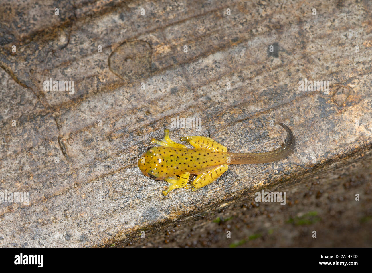 Tadpole del Malabar scorrevolezza Frog visto a Amboli,Maharashtra, India Foto Stock