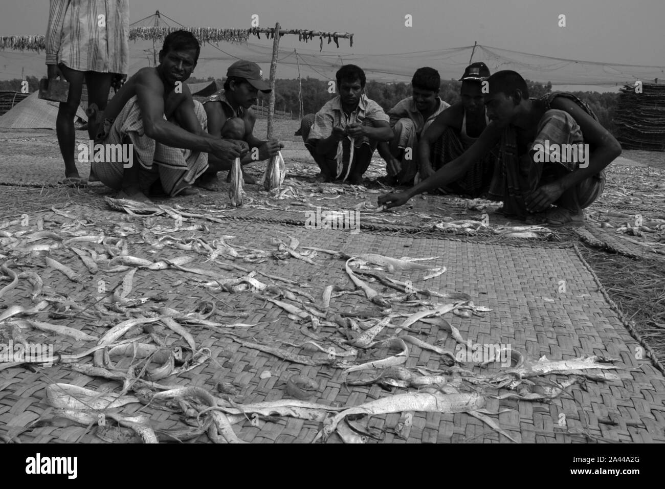 Pesce secco impianto sul mare spiaggia a Kuakata a Patuakhali, Bangladesh. Foto Stock