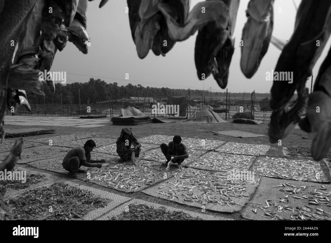 Pesce secco impianto sul mare spiaggia a Kuakata a Patuakhali, Bangladesh. Foto Stock