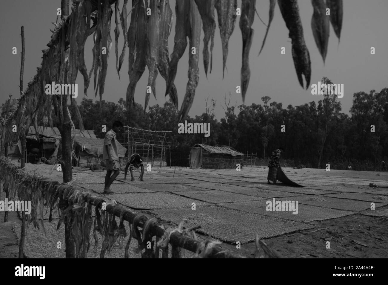 Pesce secco impianto sul mare spiaggia a Kuakata a Patuakhali, Bangladesh. Foto Stock
