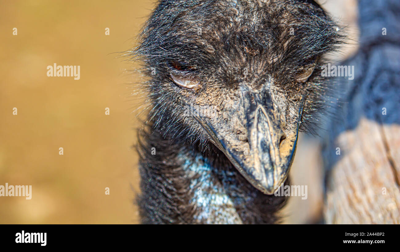 Il volto di una UEM è osservata da vicino. Il becco di uccello e faccia sono sporchi, con incrostato di fango e sporcizia incorporato nel bird's piume dopo rovistando su t Foto Stock