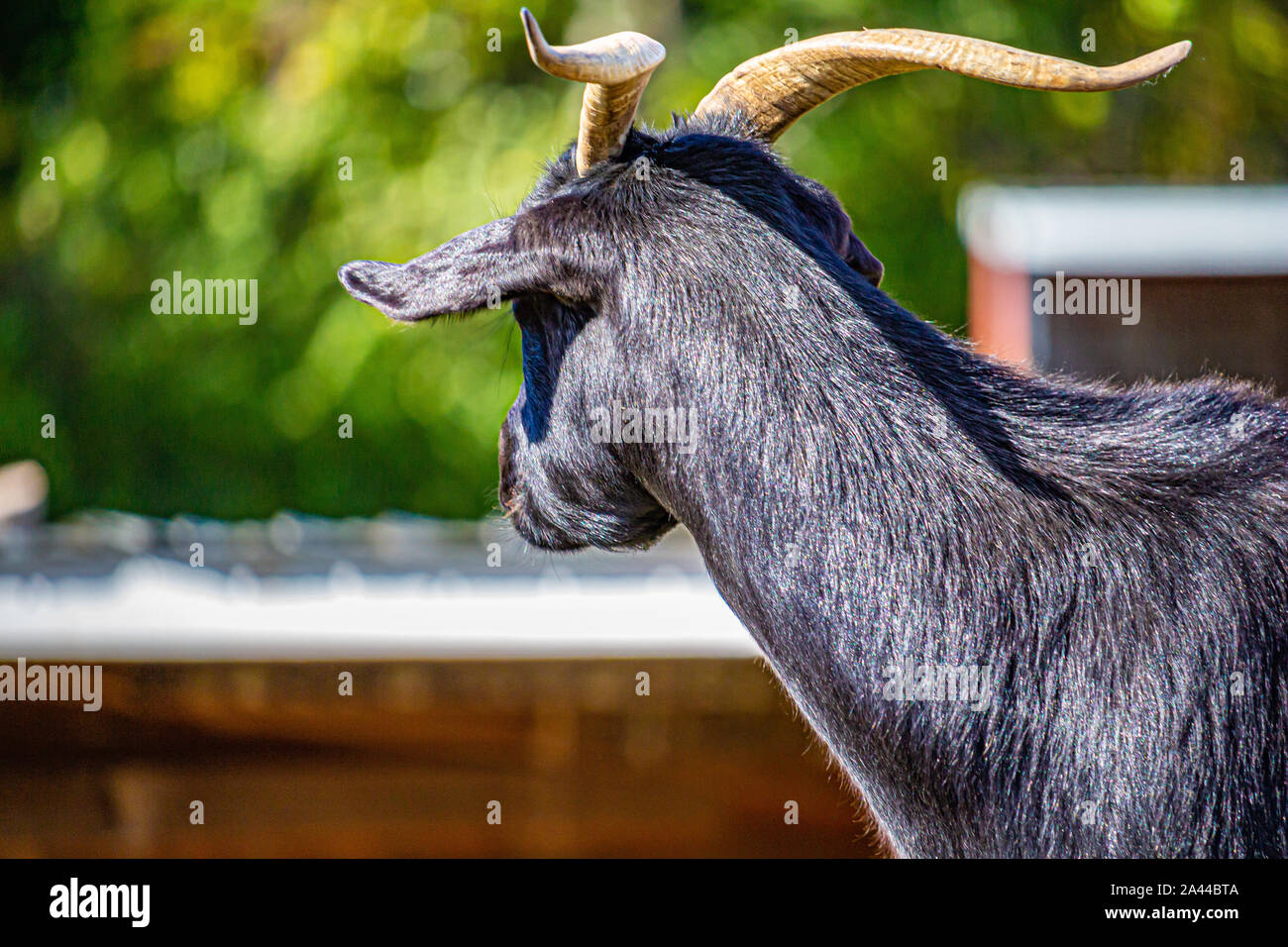 Un nero, capra cornuta guarda lontano dalla telecamera che mostra la forma del suo orecchio e i suoi capelli fini. Foto Stock
