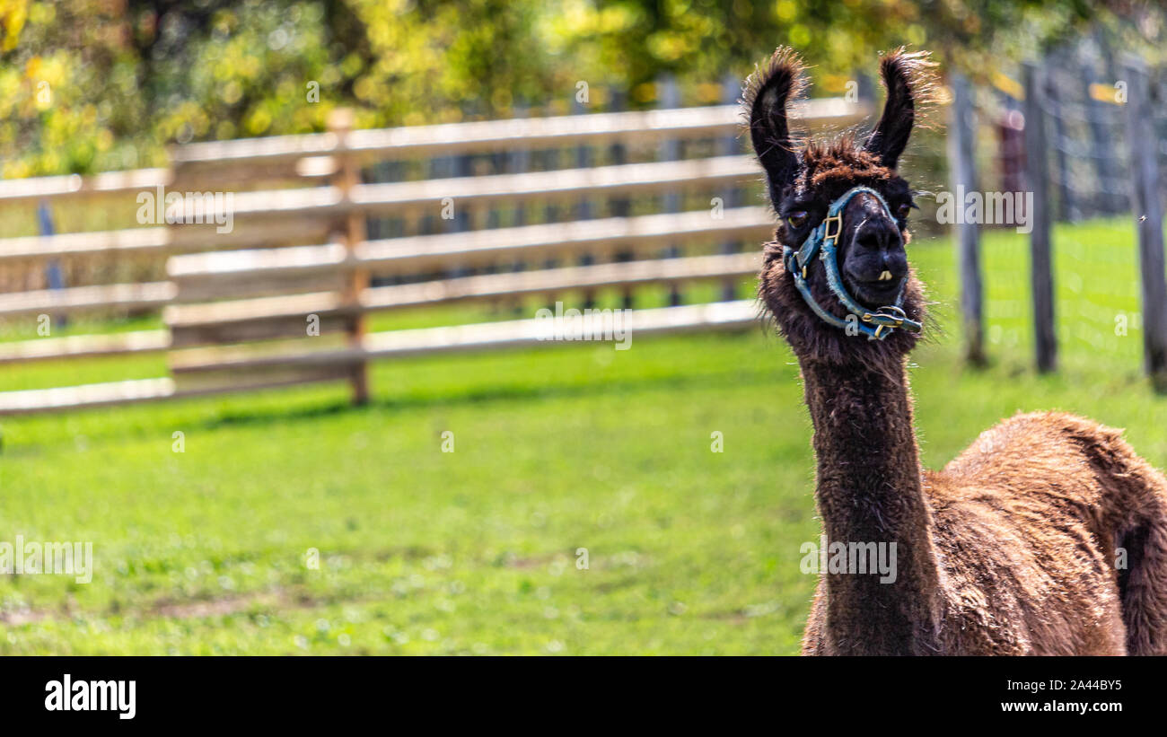 Un marrone llama sorge al di fuori di una zona recintata, cercando in questo modo. Si indossa una capezza blu sulla sua faccia. Foto Stock