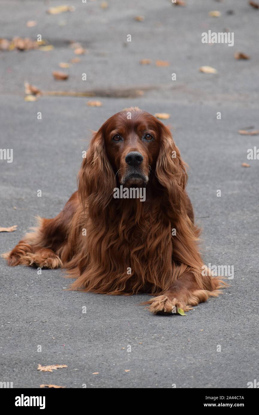Un cane in età migliore Foto Stock