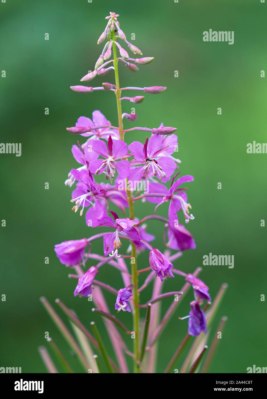 Dopo la pioggia, close up di fragili fiori con watertrops Foto Stock