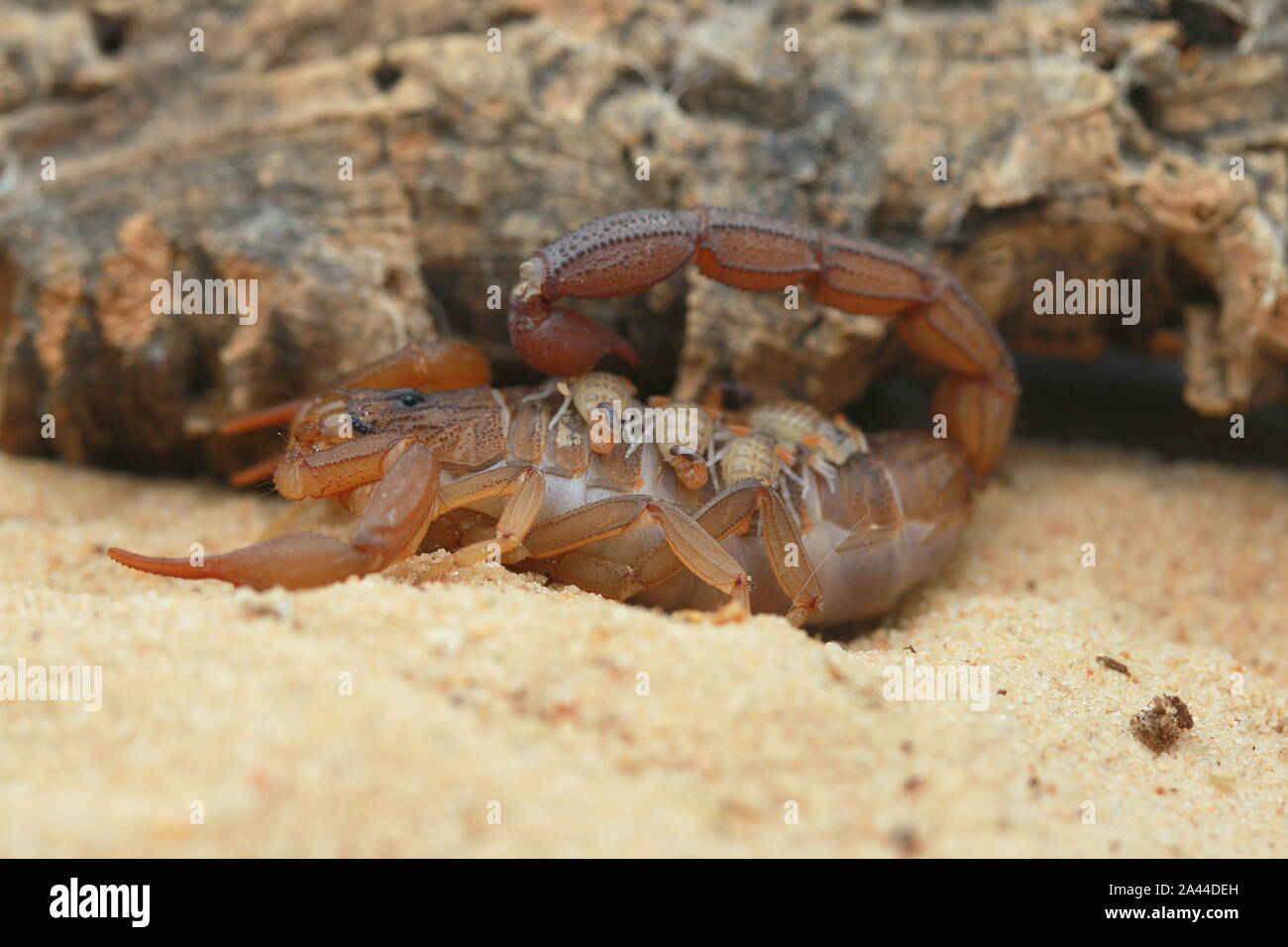 Scorpione Hottenttota hottentotta con neonati, Foto Stock