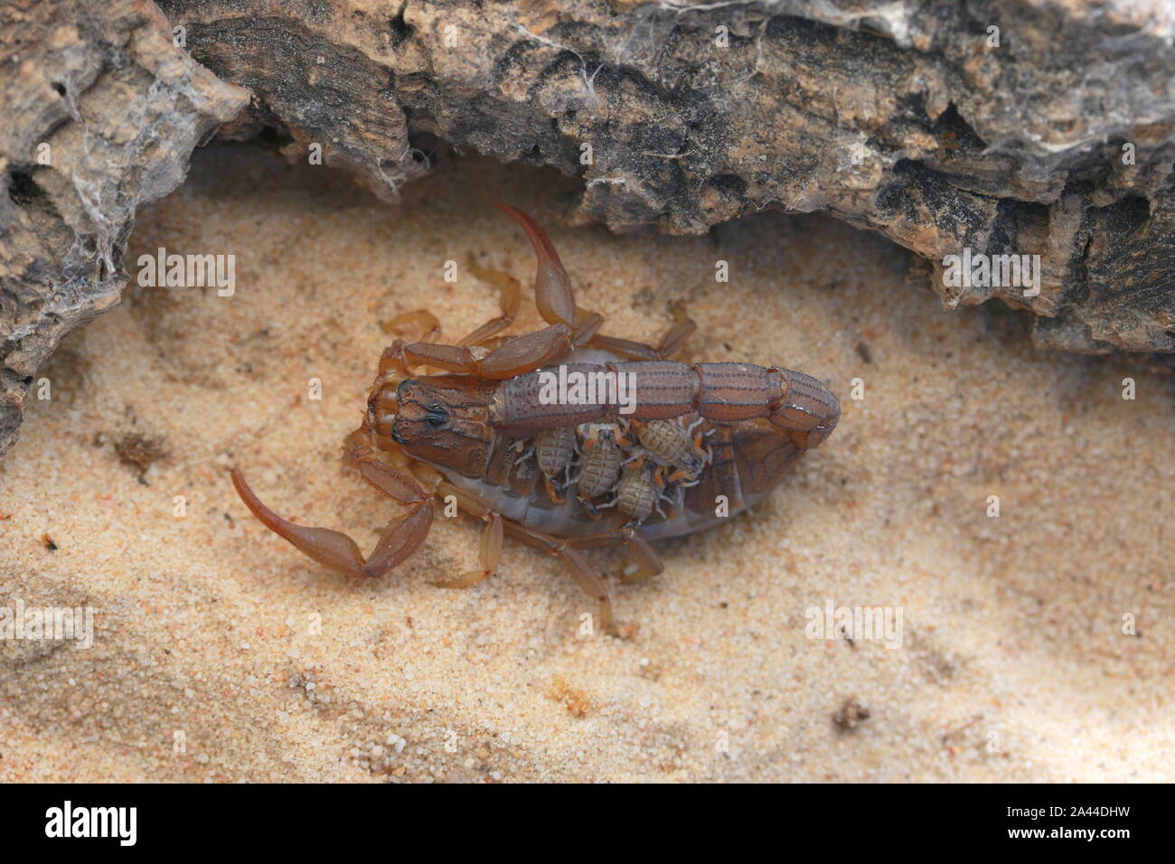 Scorpione Hottenttota hottentotta con neonati, Foto Stock