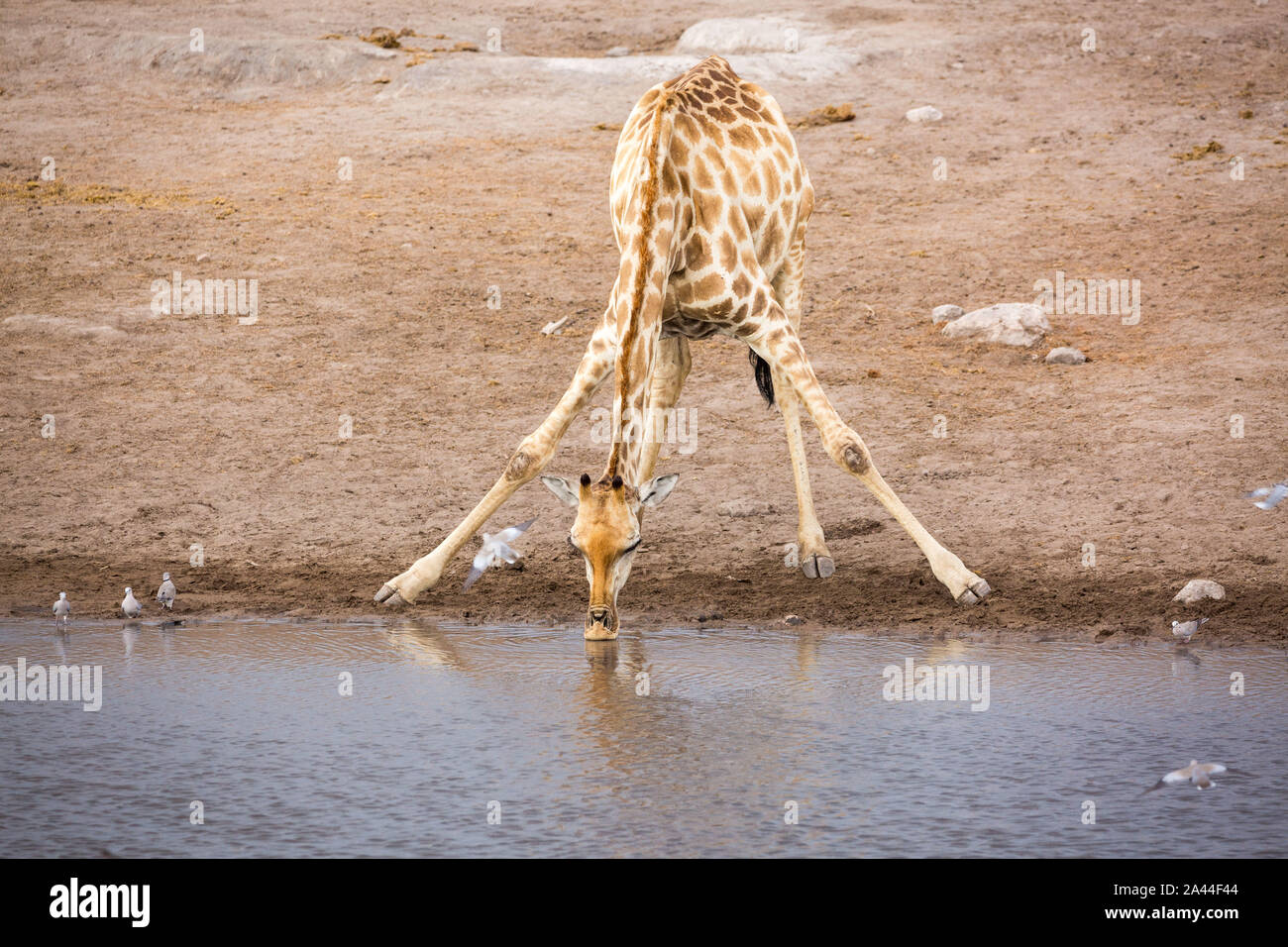 Unico giraffe bere a waterhole con alcuni uccelli intorno ad esso, Etosha, Namibia, Africa Foto Stock