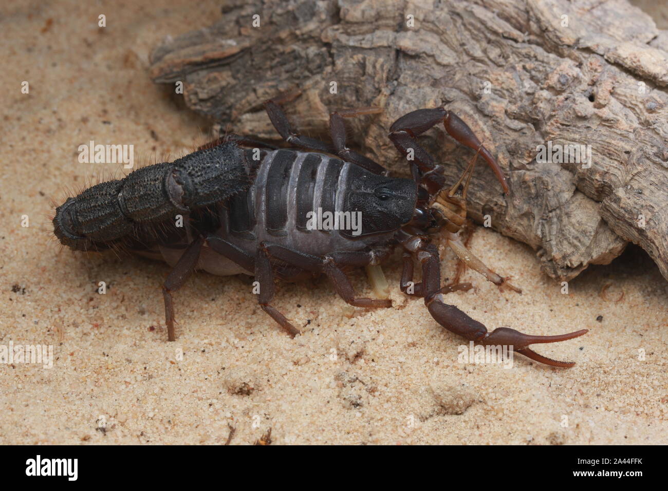 TRANSVAALICUS thick-tailed SCORPION, Foto Stock