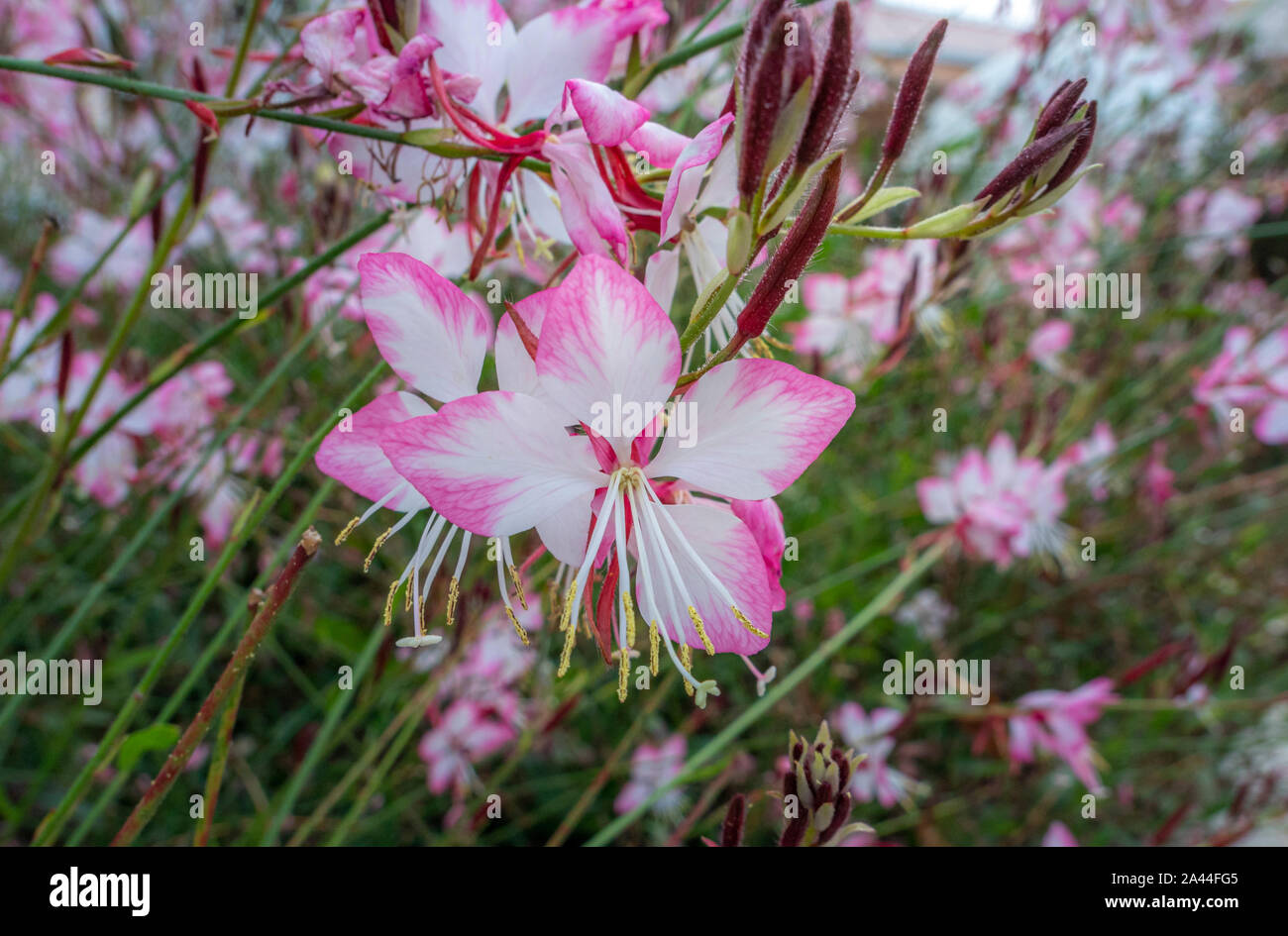 Fiore di Lindheimer's beeblossom (Gaura lindheimeri), Veneto, Italia, Europa Foto Stock