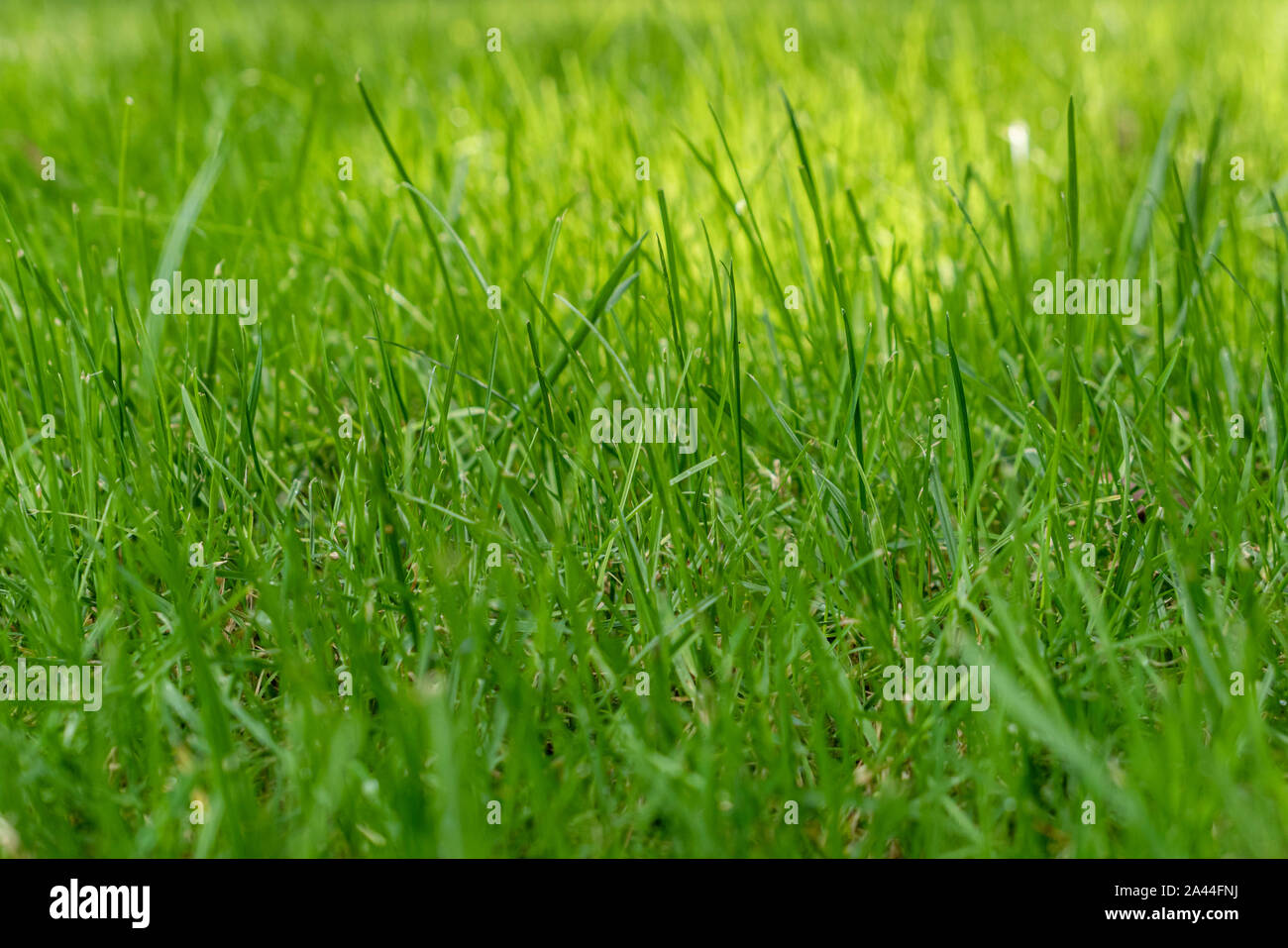 Prato verde, lame di erba, Close-up Foto Stock