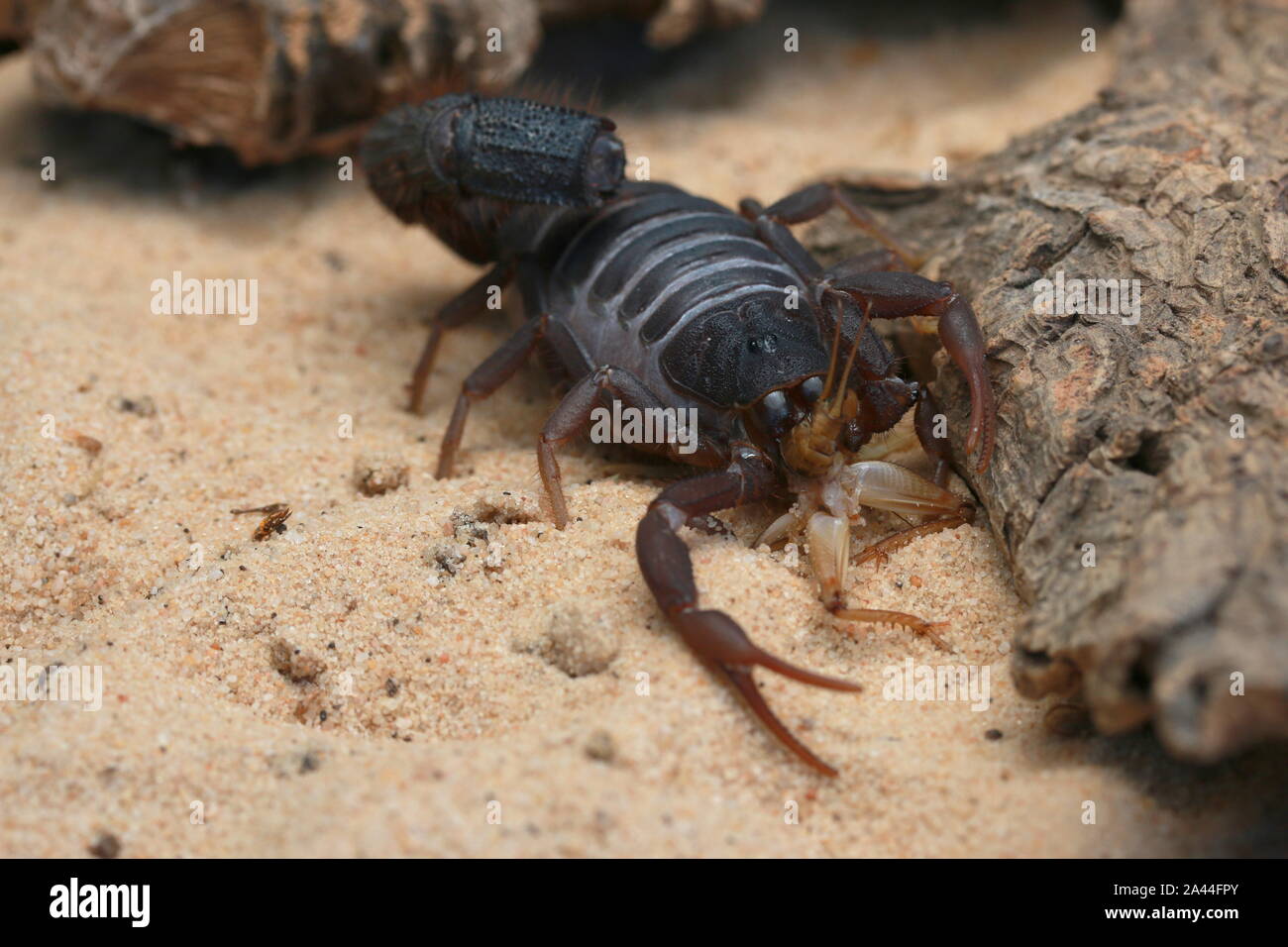 TRANSVAALICUS thick-tailed SCORPION, Foto Stock