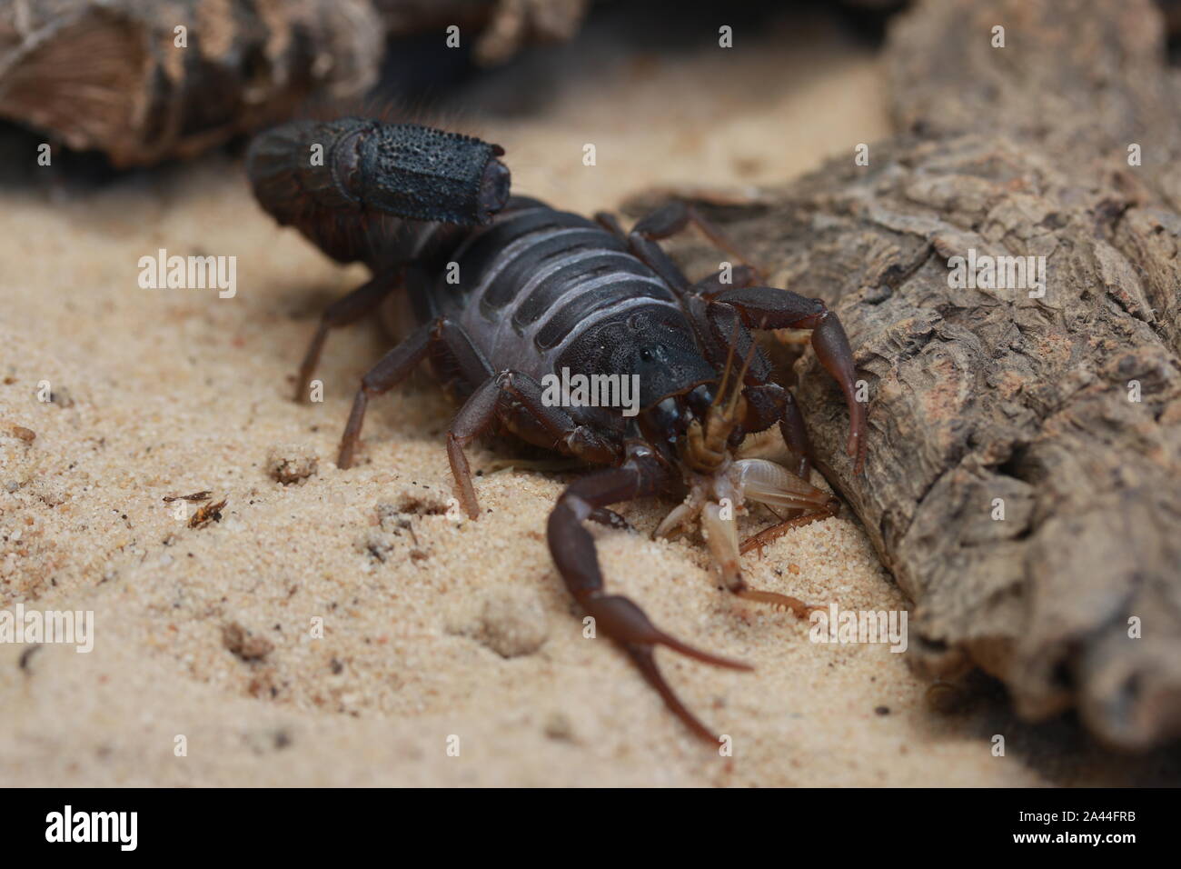 TRANSVAALICUS thick-tailed SCORPION, Foto Stock