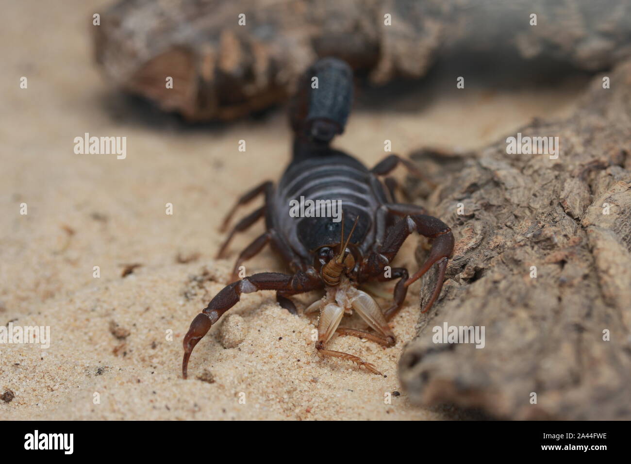TRANSVAALICUS thick-tailed SCORPION, Foto Stock