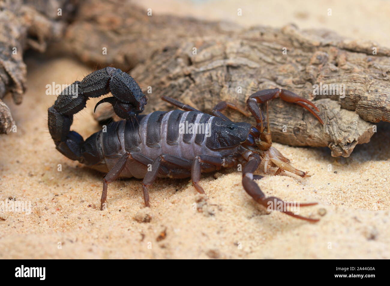 TRANSVAALICUS thick-tailed SCORPION, Foto Stock