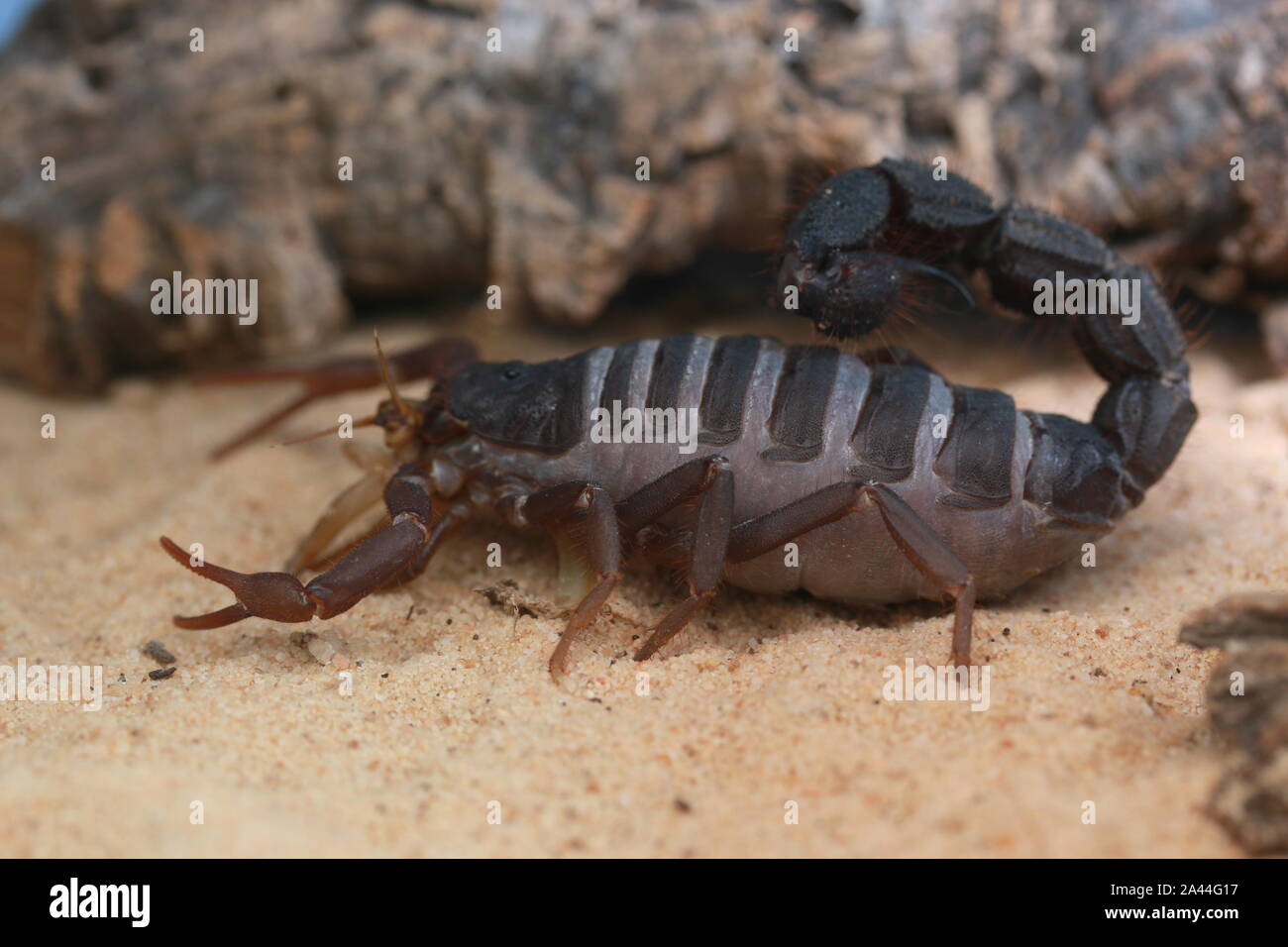 TRANSVAALICUS thick-tailed SCORPION, Foto Stock