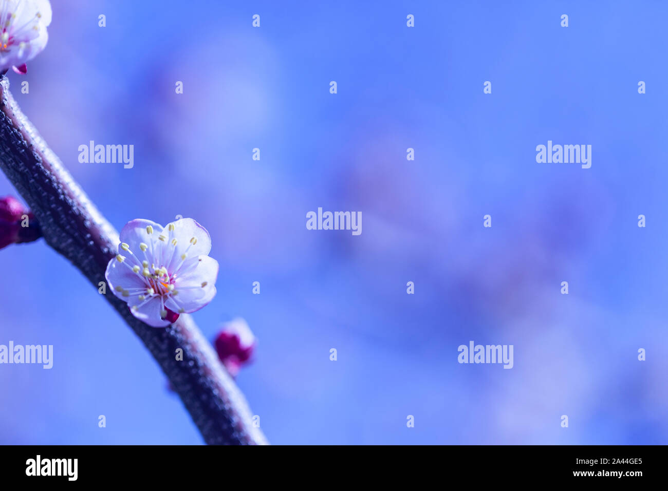 La leggermente sfocata albicocca bellissimi fiori bianchi Foto Stock