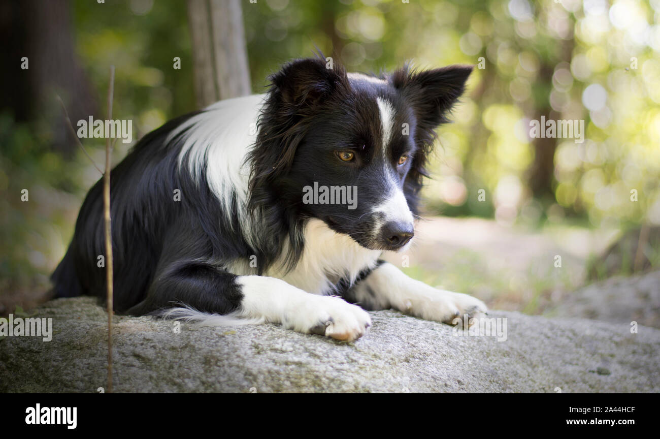 Ritratto di un Border Collie cucciolo rilassante tra rocce Foto Stock