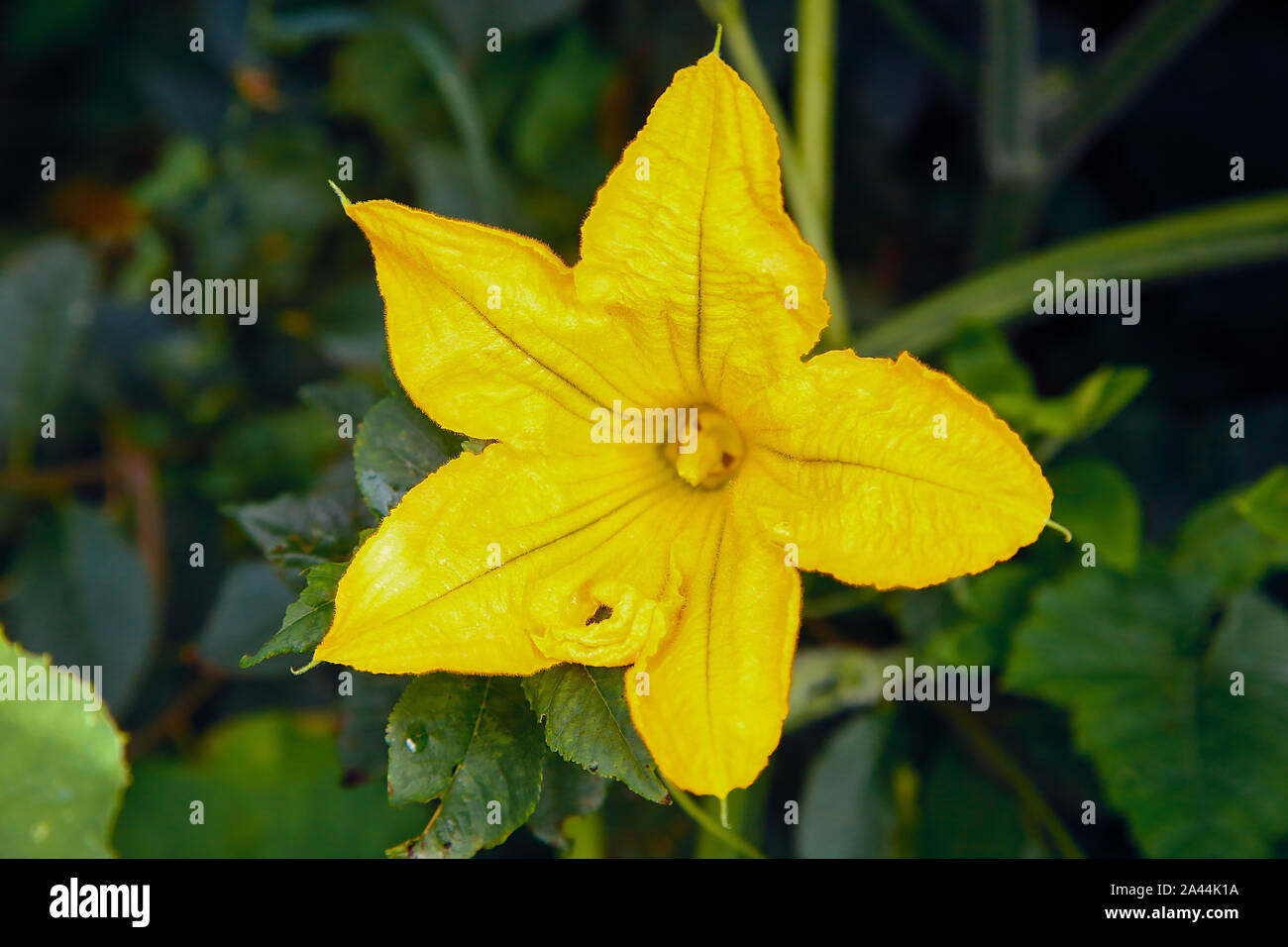 Una zucca gialla sbocciato nel giardino .Texture di sfondo o Foto Stock