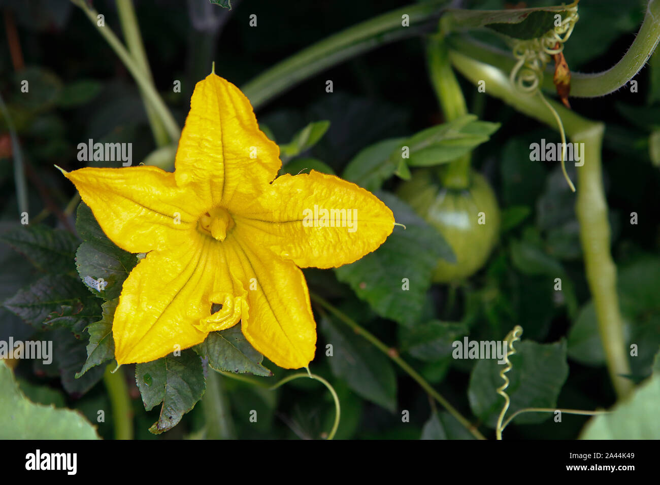 Una zucca gialla fiore fiorì nel giardino di close-up .Texture di sfondo o Foto Stock