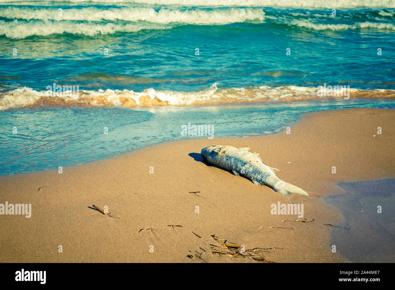 Pesci morti sulla spiaggia da acqua contaminata a causa di grandi inondazioni che raggiungono il mare Foto Stock