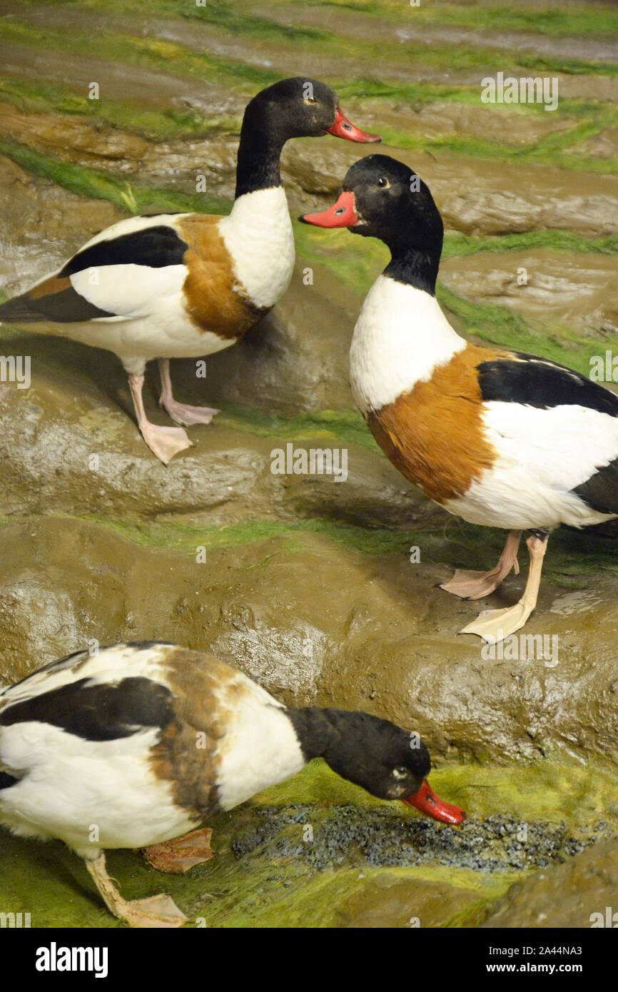 Gruppo di tassidermia Shellducks visualizzare presso il Museo di Storia Naturale, Colchester, Essex, Regno Unito Foto Stock