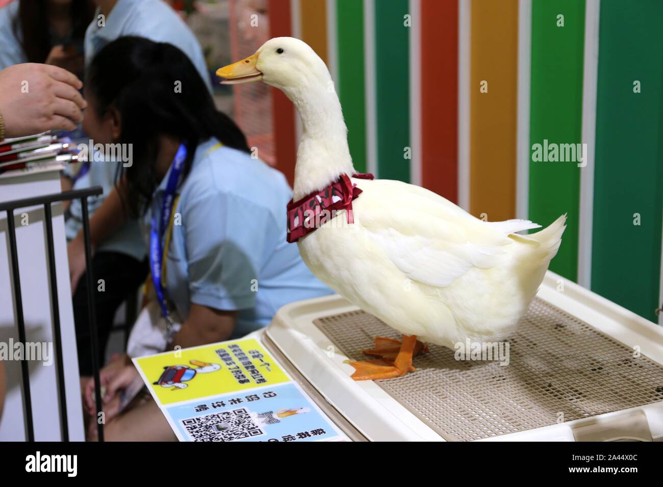 La chiamata anatra è visualizzato come esotici in pet Pet Fair Asia 2019 a Shanghai in Cina, 23 agosto 2019. *** Caption locale *** fachaoshi Foto Stock