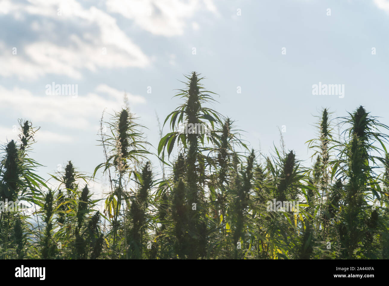 Le piante di marijuana a outdoor cannabis campo di fattoria. Piante di canapa utilizzata per il CBD e salute Foto Stock