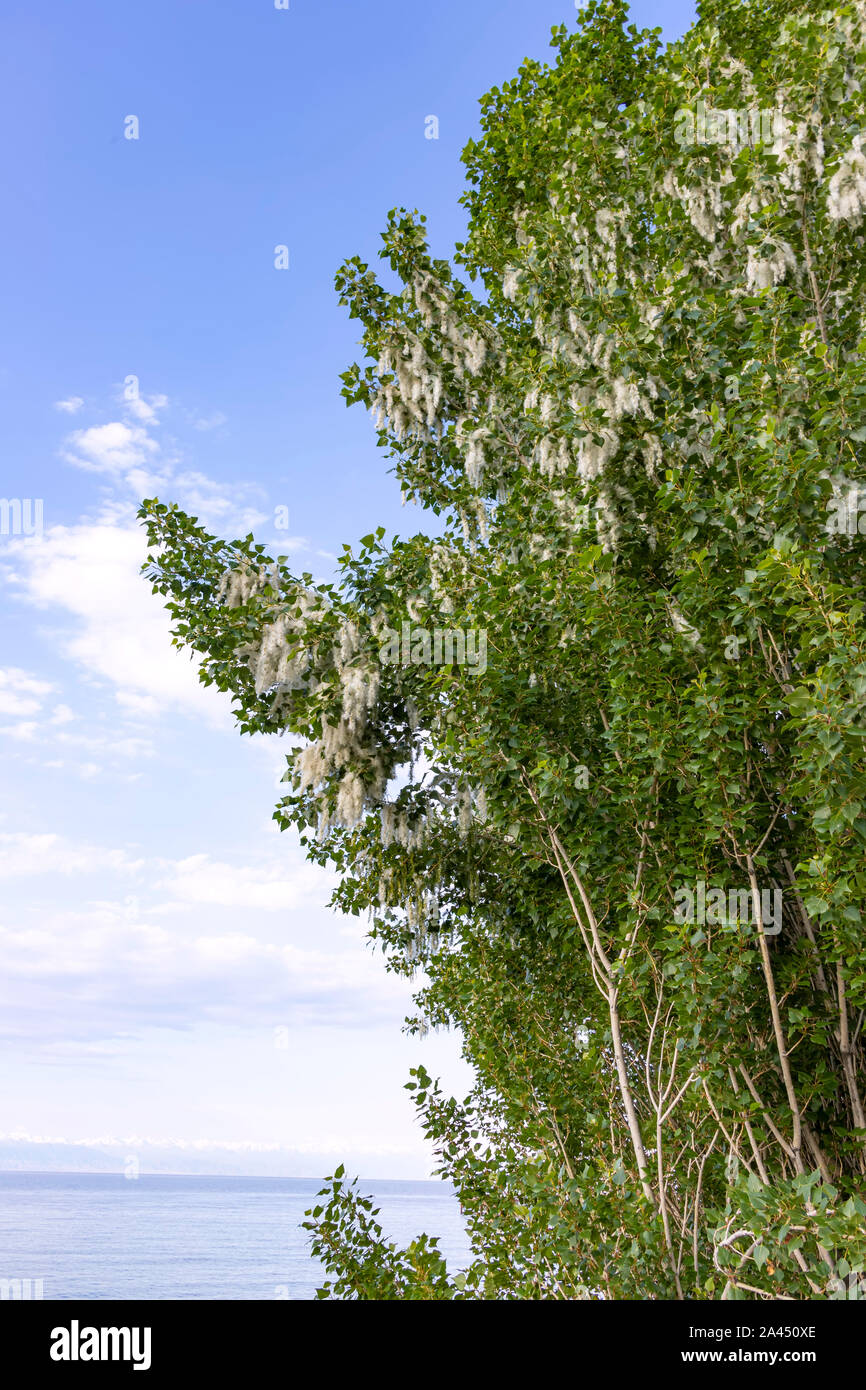 Poplar Tree con semi di lanugine sullo sfondo del lago di Issyk-Kul. Kirghizistan Foto Stock