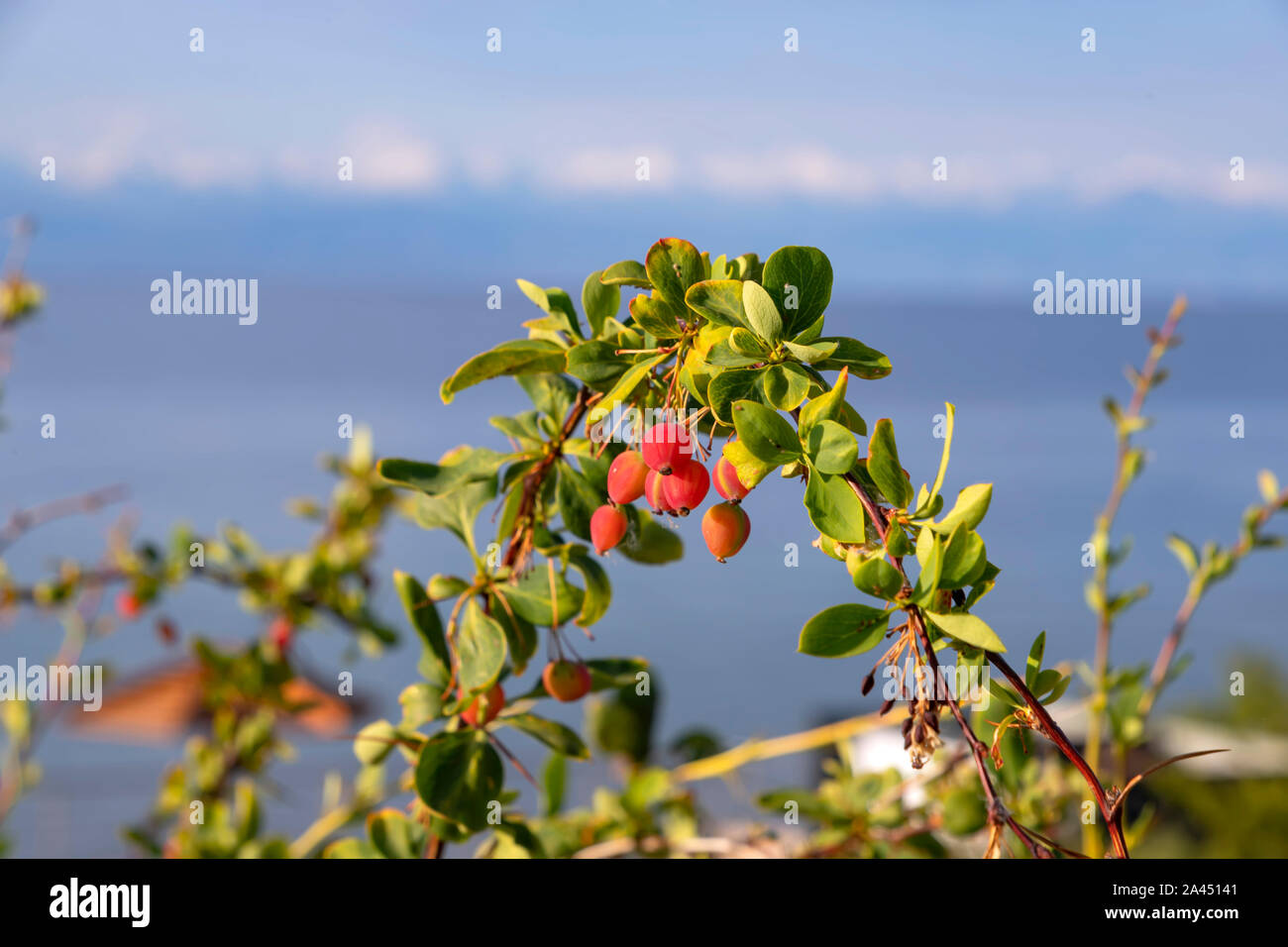 Frutti immaturi di una boccola di Crespino su uno sfondo sfocato. Kirghizistan Foto Stock