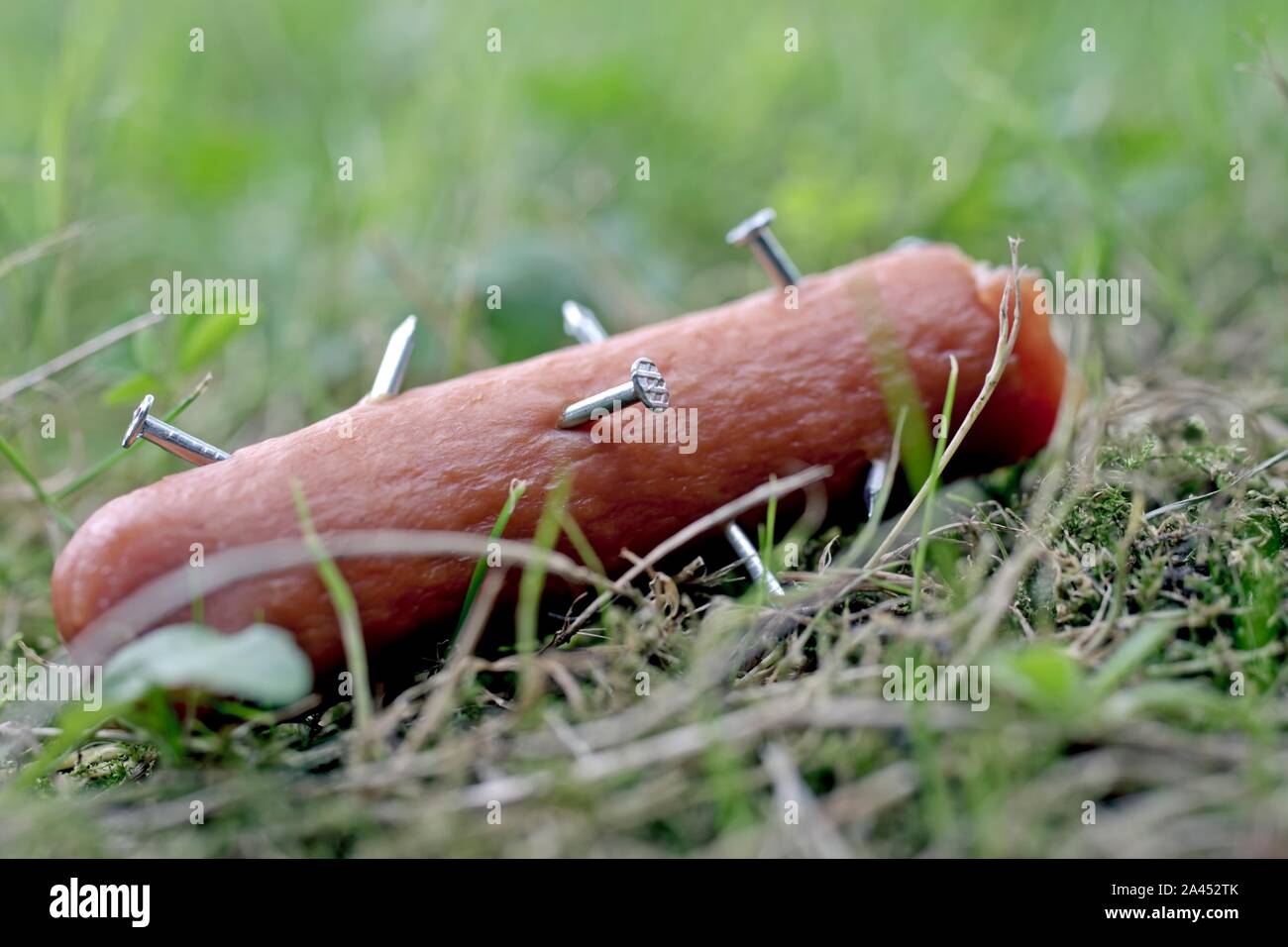 Close-up di una salsiccia spiked con chiodi. Tossico esca. Foto Stock