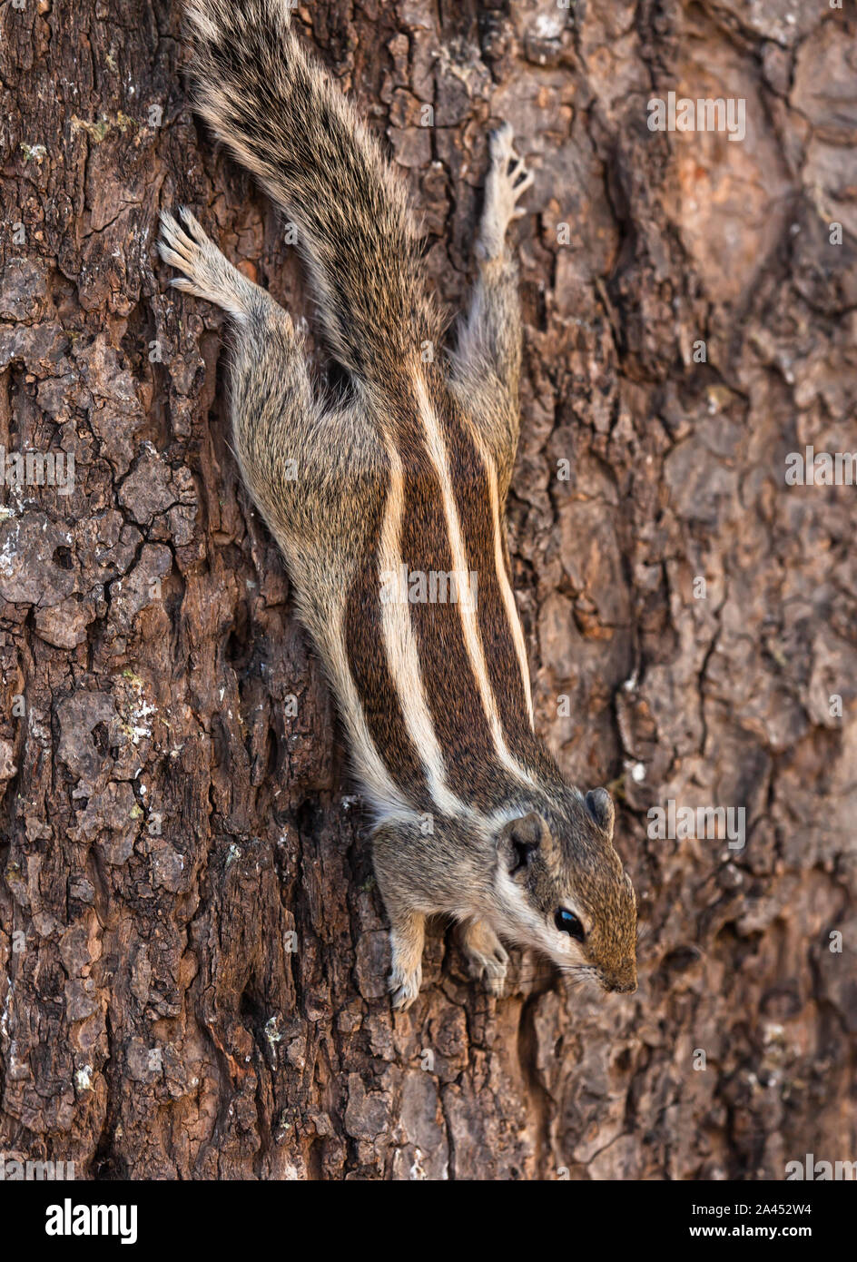 Chipmunk su un tronco di albero Foto Stock