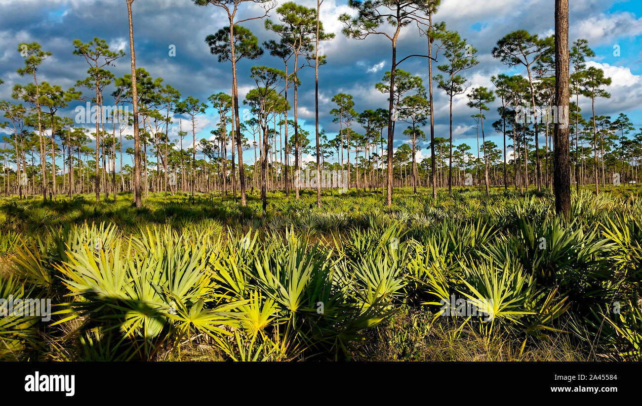 Scena all'aperto, slash pine trees, Saw palmetto, luce dorata, nuvole, natura pacifica, nuvole, Jonathan Dickinson State Park, Hobe Sound; FL, autunno Foto Stock