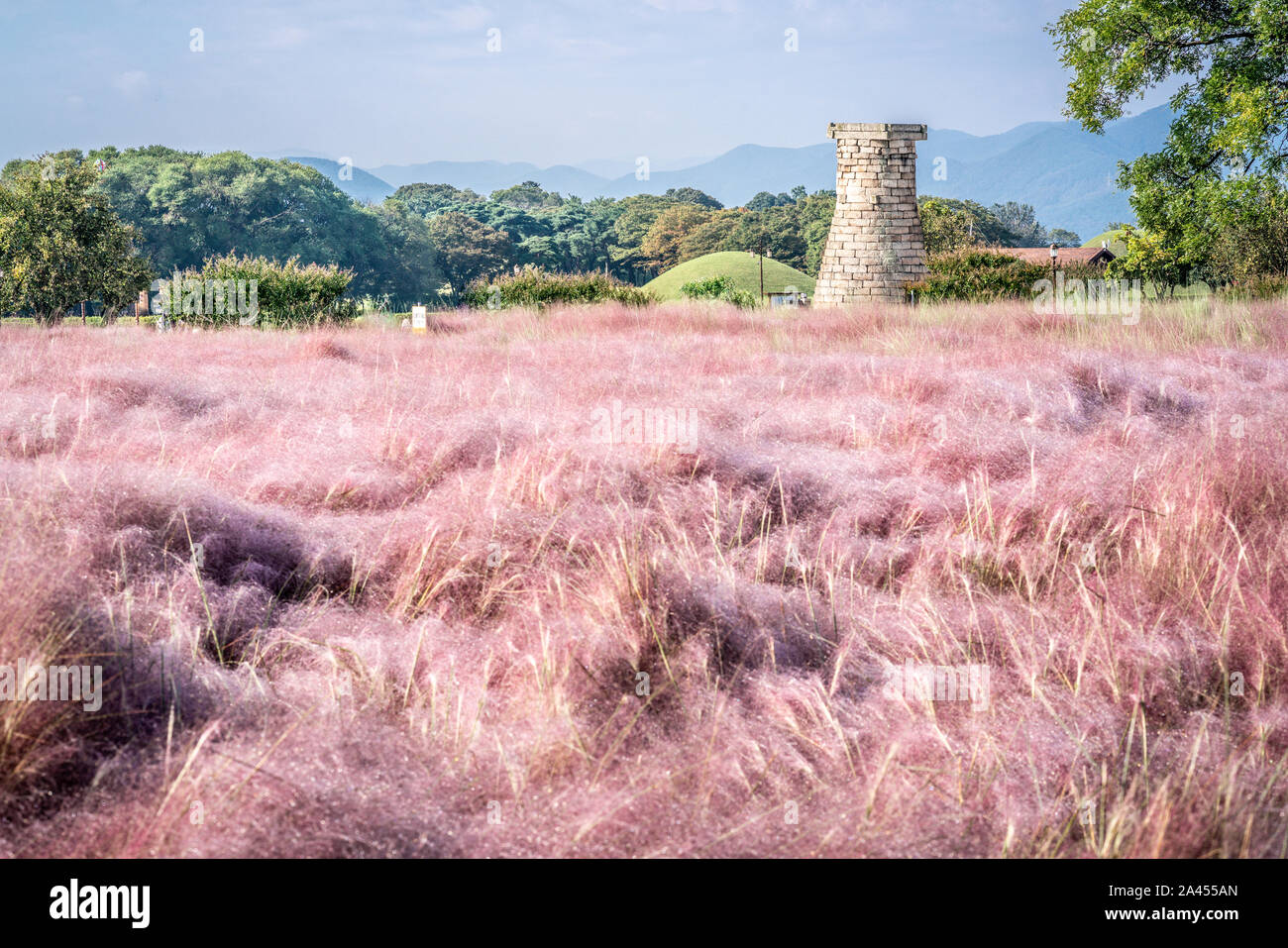 Campo di Rosa Muhly erba e Cheomseongdae un antico osservatorio astrologico Gyeongju in Corea del Sud Foto Stock