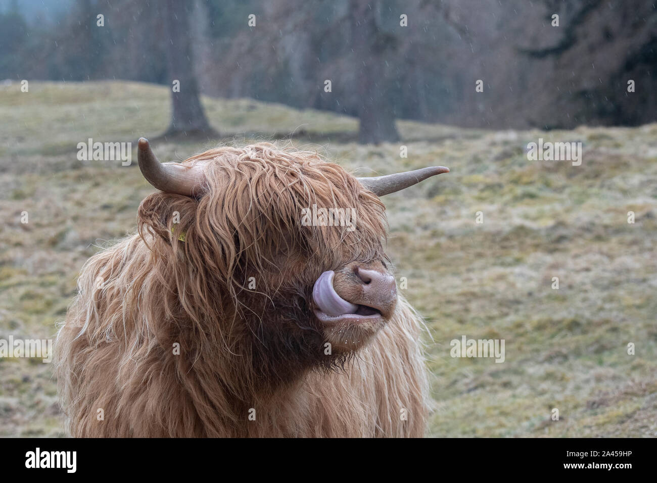 Highland mucca (Bos taurus) in piedi in un campo, la linguetta sporgente, Braemar, Cairngorms, Grampian, Scozia Foto Stock