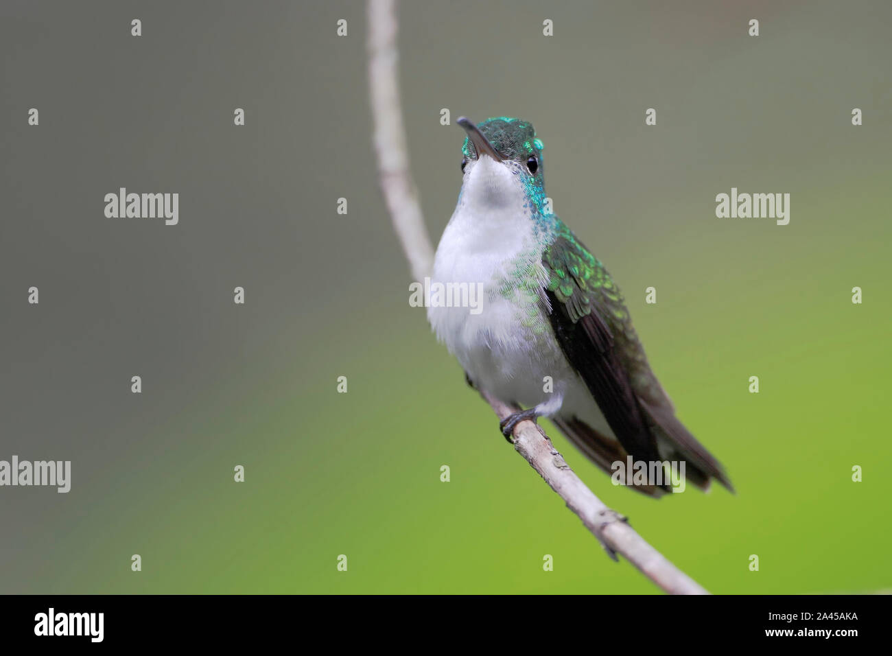 Andina (smeraldo Amazilia franciae) battenti in Alambi cloud forest, Ecuador Foto Stock