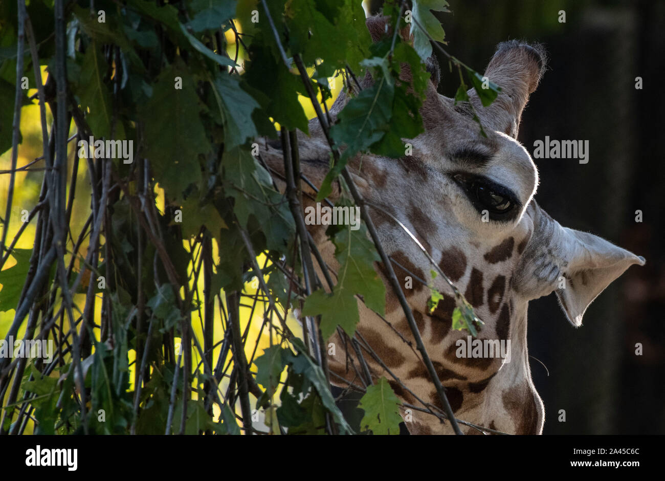 12 ottobre 2019, Berlin: una giraffa un buon gusto allo zoo. Foto: Paolo Zinken/dpa Foto Stock