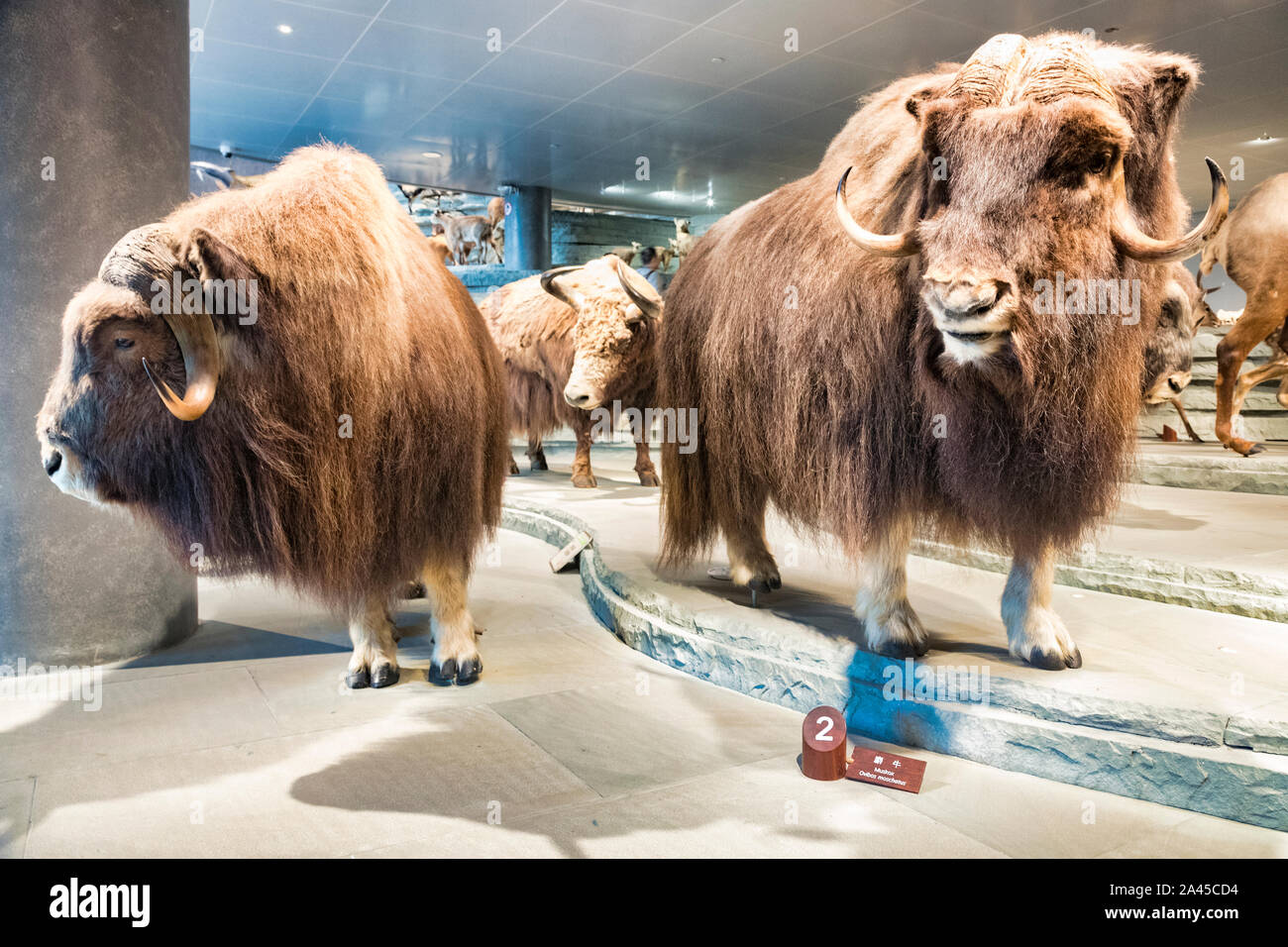 30 Novembre 2018: Shanghai in Cina - Musk ox (Ovibos moschatus) sul display nel museo. Foto Stock