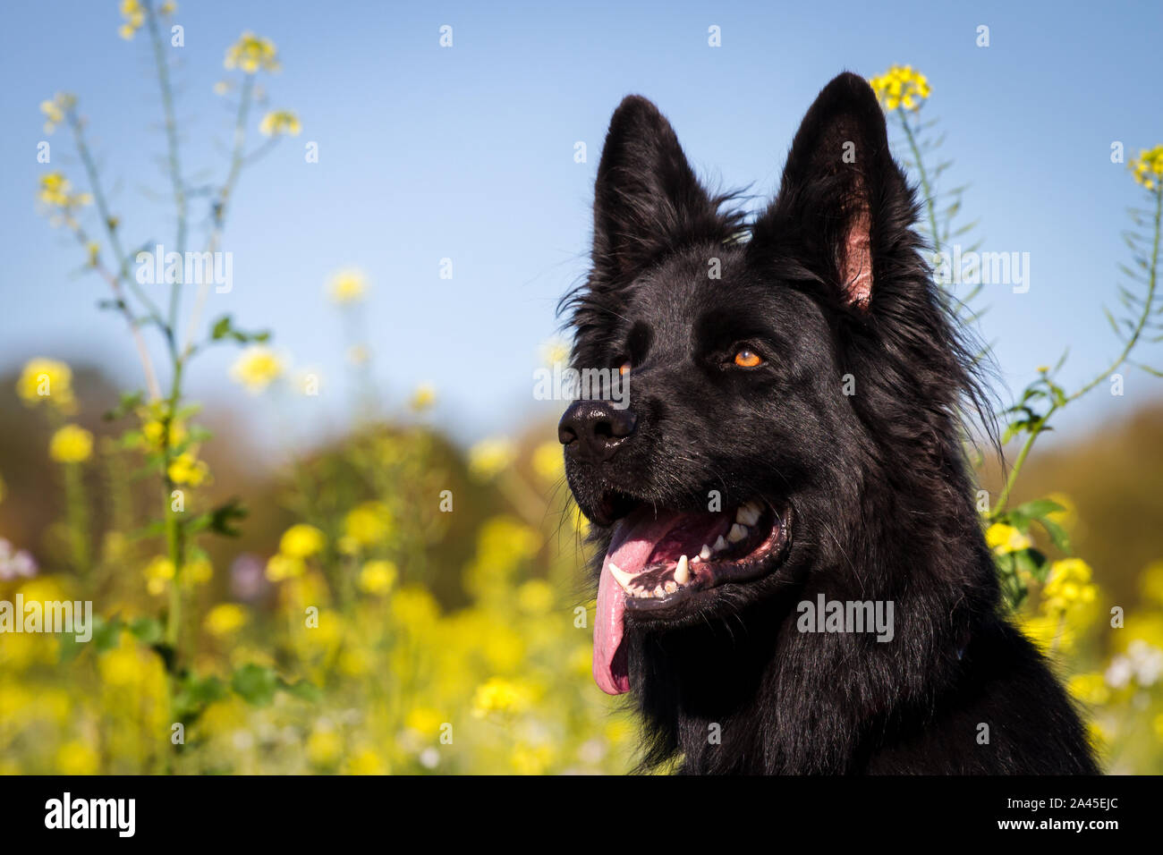 Ritratto di testa di un vecchio nero pastore tedesco femmina di cane nella parte anteriore di un fiore giallo campo Foto Stock