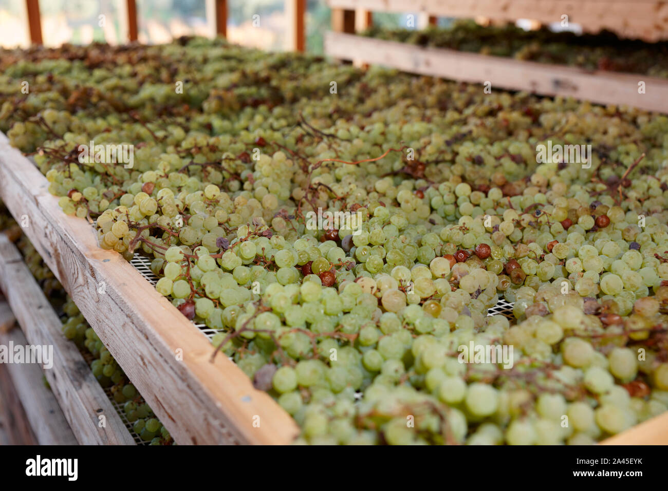 Uve da essiccazione per la produzione di Vino Santo, italiano famoso vino da dessert Foto Stock