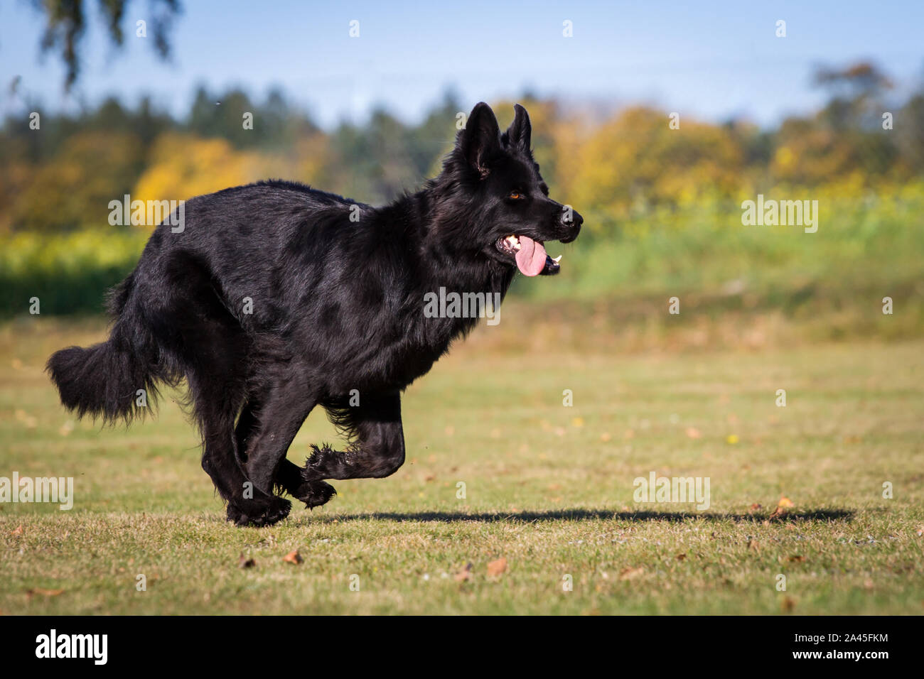 Vecchio nero pastore tedesco femmina di cane in esecuzione, fotografata dal lato Foto Stock