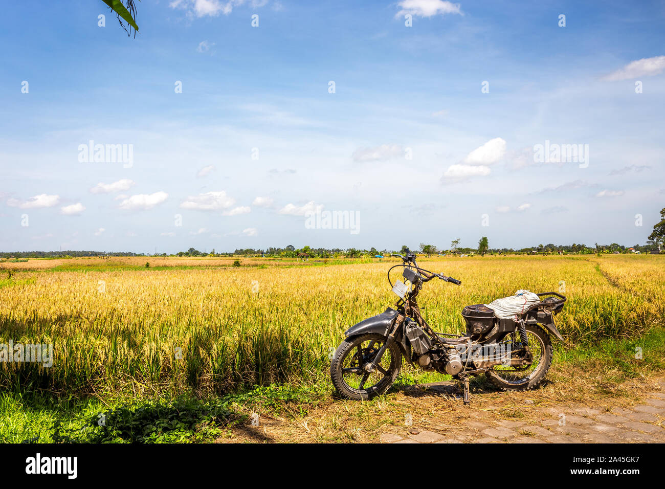 Pianure Balinese di ripe campi di riso, Indonesia Foto Stock