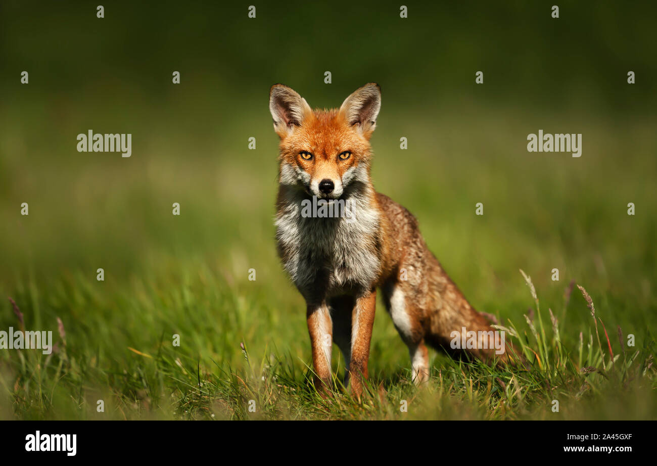 In prossimità di una volpe rossa in piedi in erba verde, UK. Foto Stock