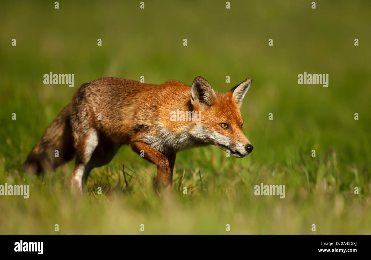 In prossimità di una volpe rossa (Vulpes vulpes vulpes) in erba, UK. Foto Stock