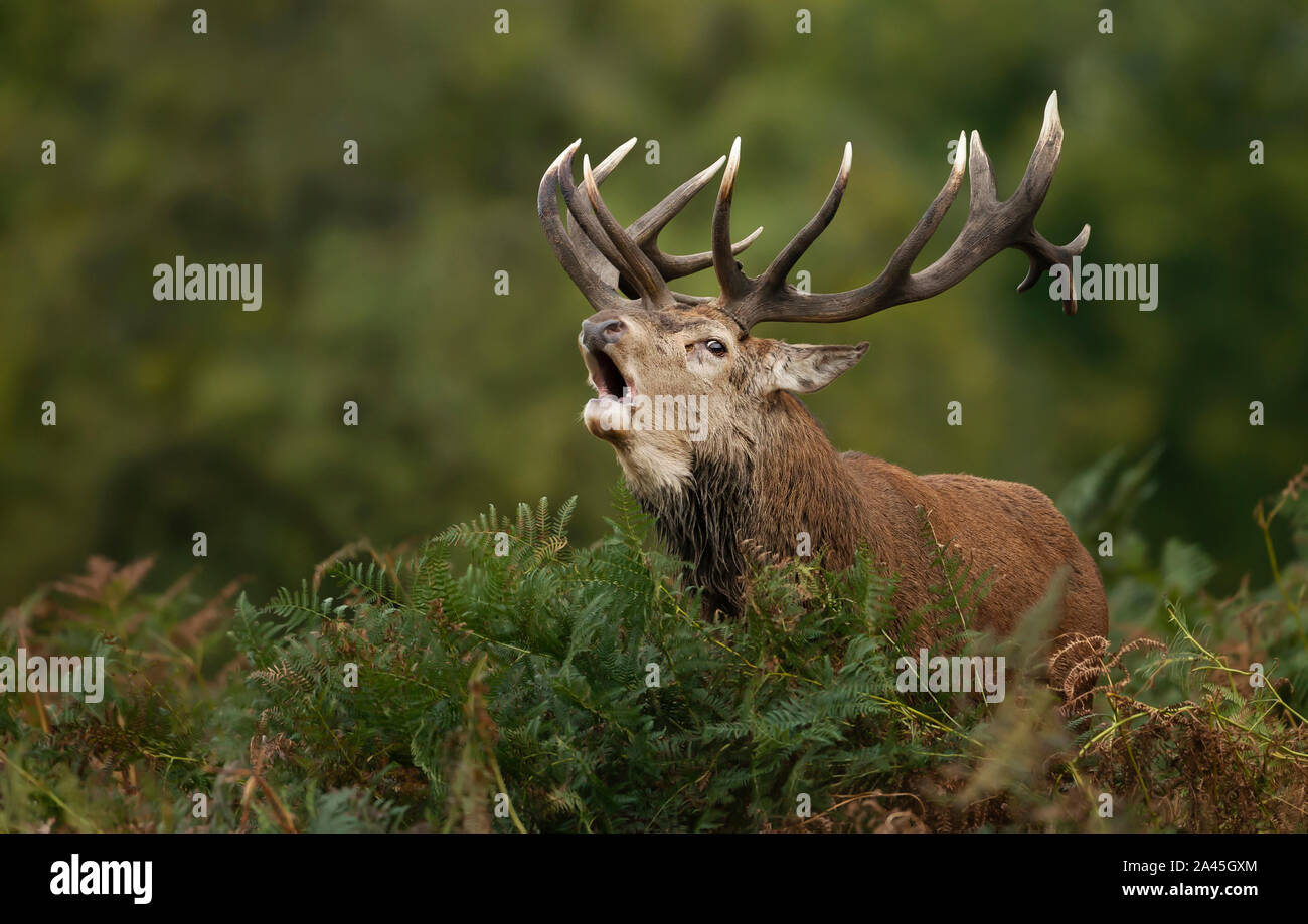 Close-up di cervi rossi stag chiamando durante la stagione di solchi in autunno. Foto Stock